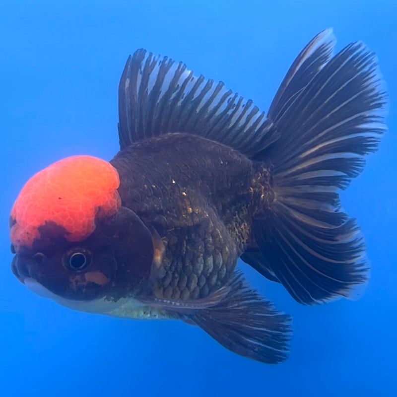 Thai Oranda Black Body Red Cap 3” Body Male(CK-669)R1B08