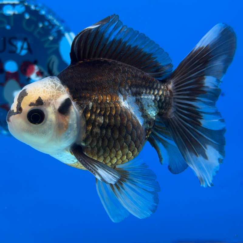 Thai Oranda Panda 2.5” Body Male(CK-854)R3B17