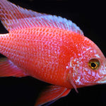 Live Freshwater Aquarium Pink Peacock African Cichlid  (Aulonocara Sp.)(CHD-133)