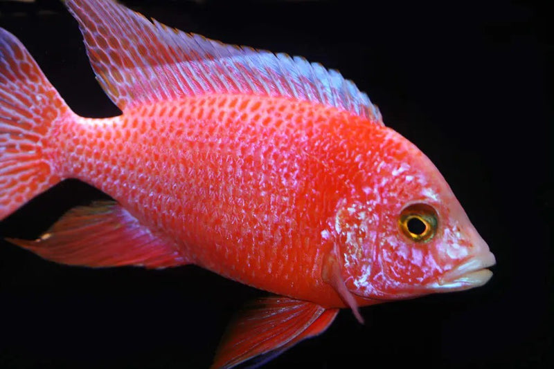 Live Freshwater Aquarium Pink Peacock African Cichlid  (Aulonocara Sp.)(CHD-133)