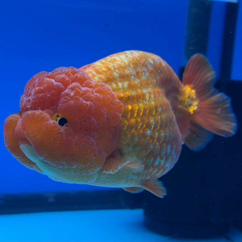 Thai Ranchu JUMBO Full Red 4.5” Body Female(CK-1451)SHOWTANK2