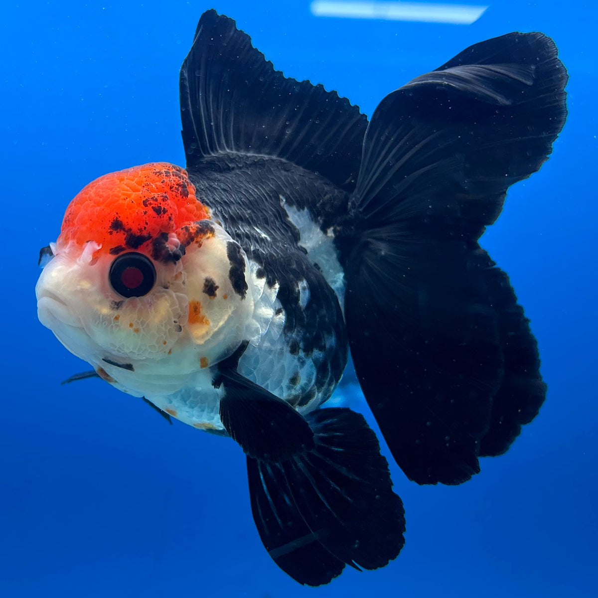 Thai Oranda Tri-Color 3” Female(CK-1630)R2B10