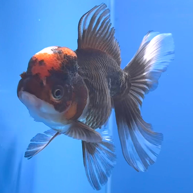 Thai Oranda Tri-Color 3” Body Female(CK-682)R1A09