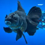 Thai Oranda JUMBO Panda 4” Body Female(CK-1553)BLUETUB-A