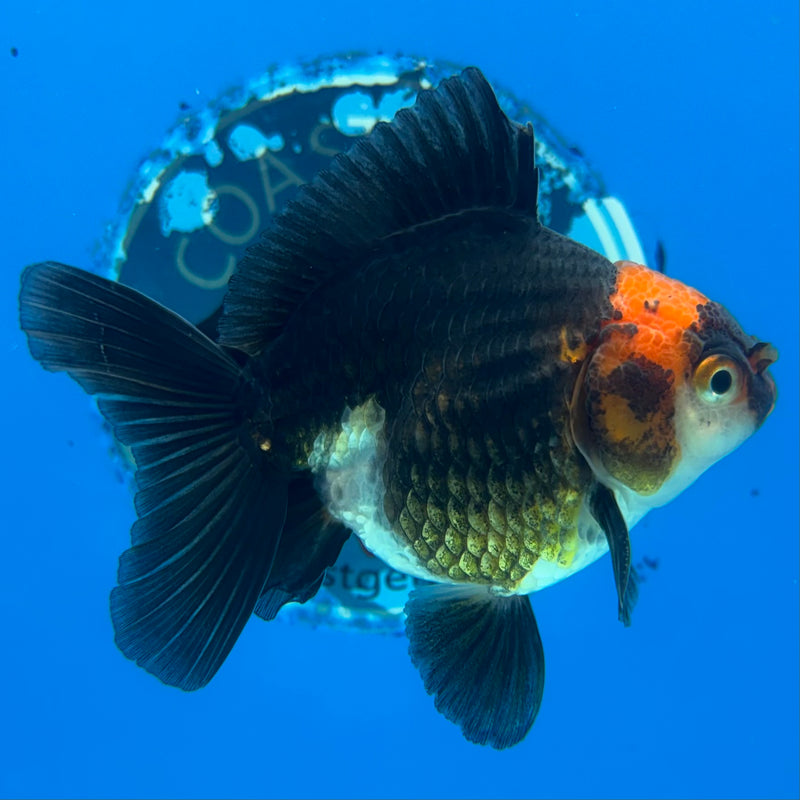 Thai Oranda NOK Apache/Tri-Color 2.5” Body Male(NOK-CK-1176)R3B18