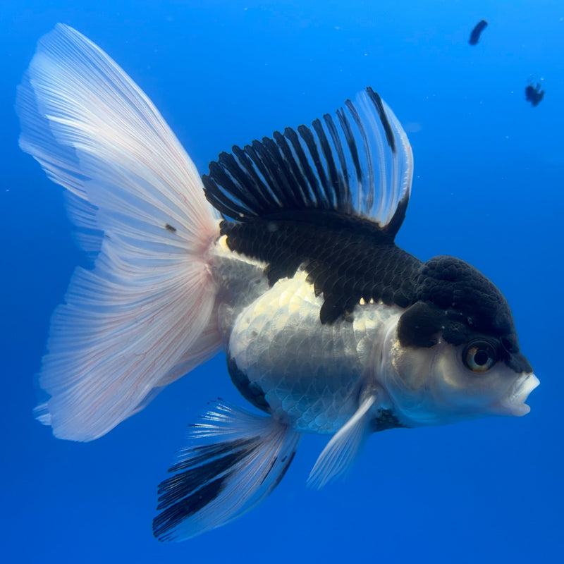 Thai Oranda Panda 3.5” Body Female(CK-727)R1A02