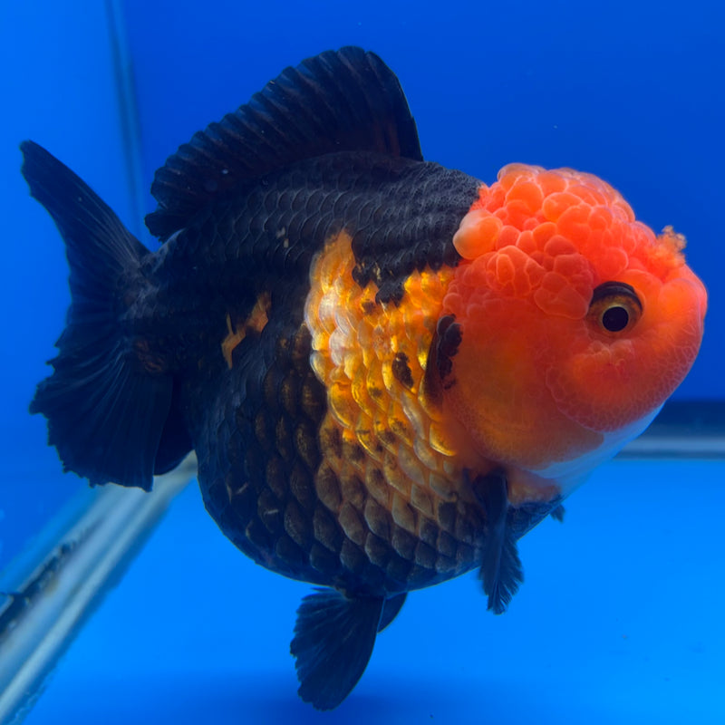 Thai Premium Oranda Yuanbao Apache 4” Body Female(CK-776)R1BlueTub4