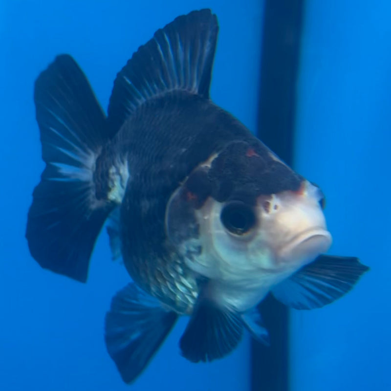 Thai Oranda Panda/Tri-Color 3” Body Male(CK-1429)R3B18