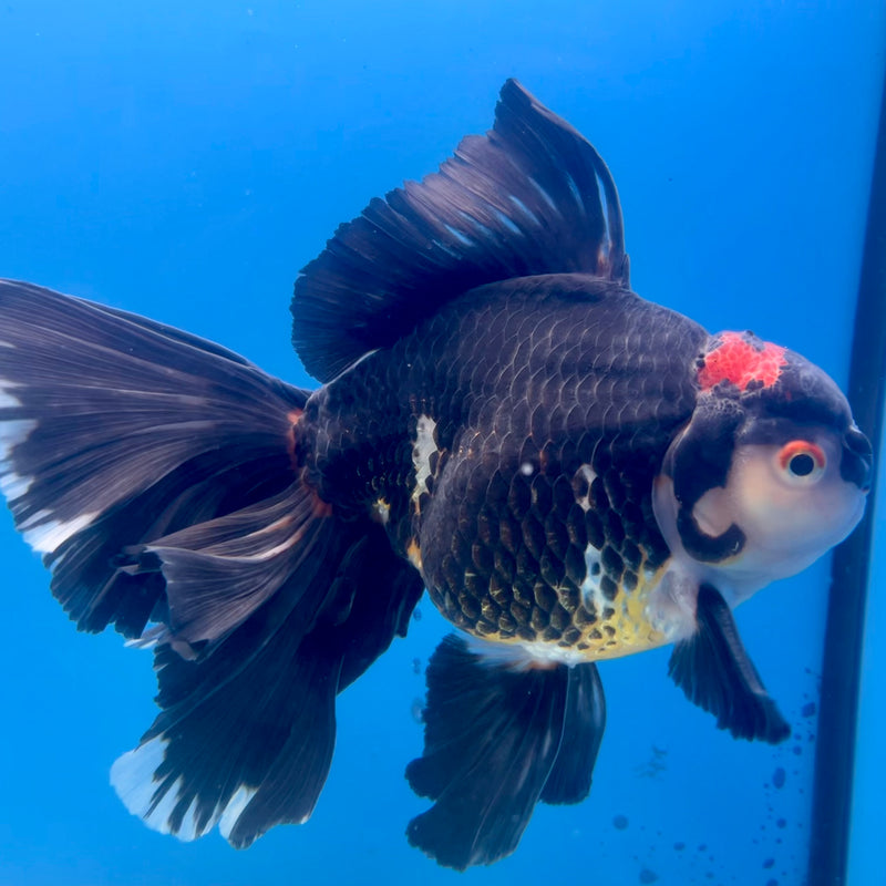 Thai Oranda AA Quality Tri-Color Orchid Tail 5.5” Body Male(CK-1106)SHOWTANK2
