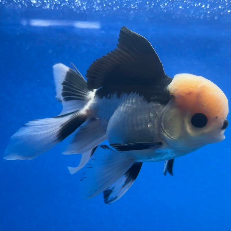 Thai Oranda Panda 3” Body Male(CK-1215)R1A09