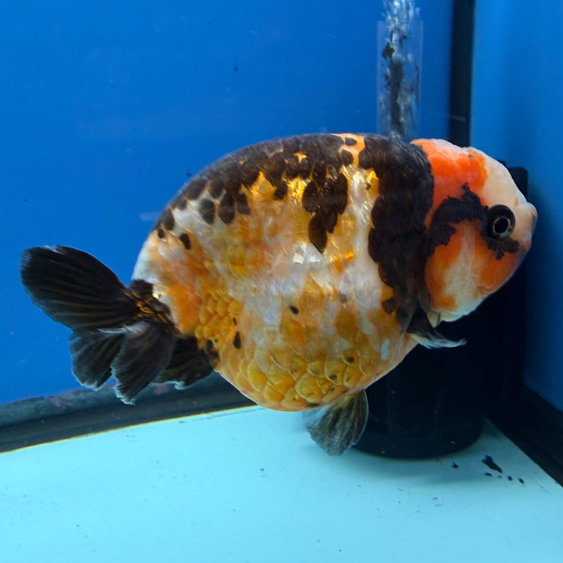 Chinese Ranchu Tiger Calico 4in Female (FEB-278)BLUETUBC