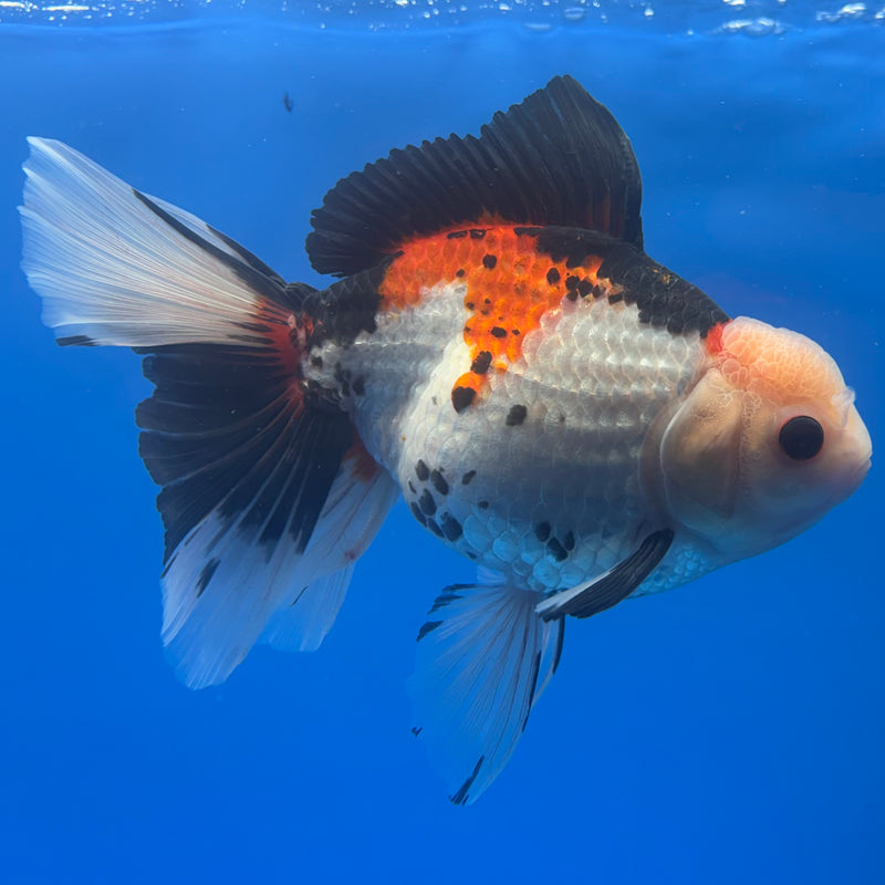 Thai Oranda JUMBO Tri-Color/Apache 5” Body Female(QGF-CK-1317)BLUETUB1