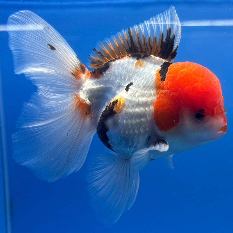 Thai Oranda JUMBO Tri-Color/Apache 4” Body Male(CK-1369)R1B12