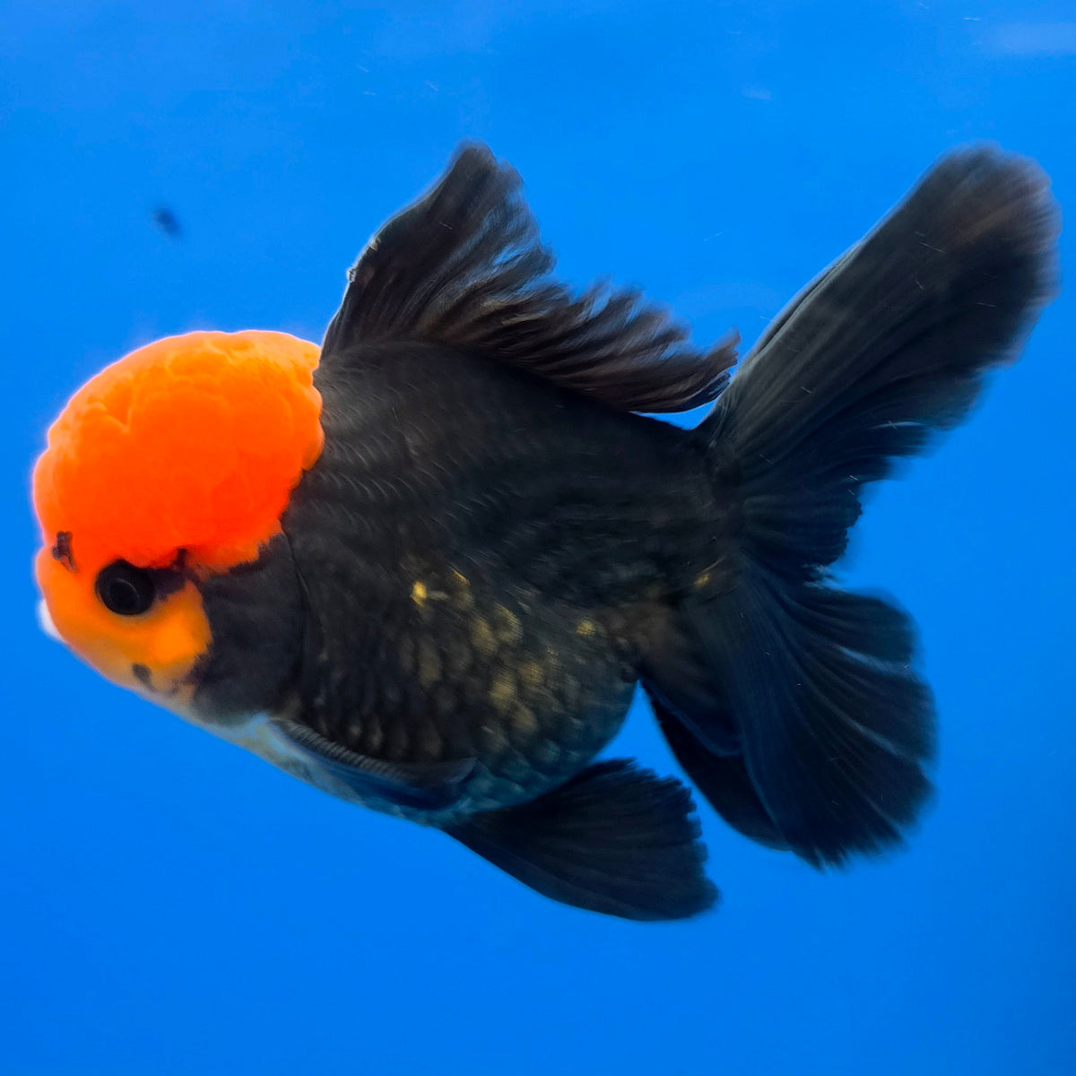 Thai Oranda Apache 3.85” Male(FEB-898)R2A02