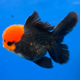 Thai Oranda Apache 3.85” Male(FEB-898)R2A02