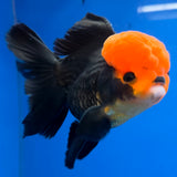 Thai Oranda Apache 3.85” Male(FEB-898)R2A02