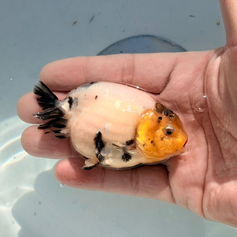 (KP-231) Thai Cow/White Tiger Dragon Head Ranchu R3B05