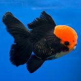 Thai Oranda Apache 3.85” Male(FEB-898)R2A02
