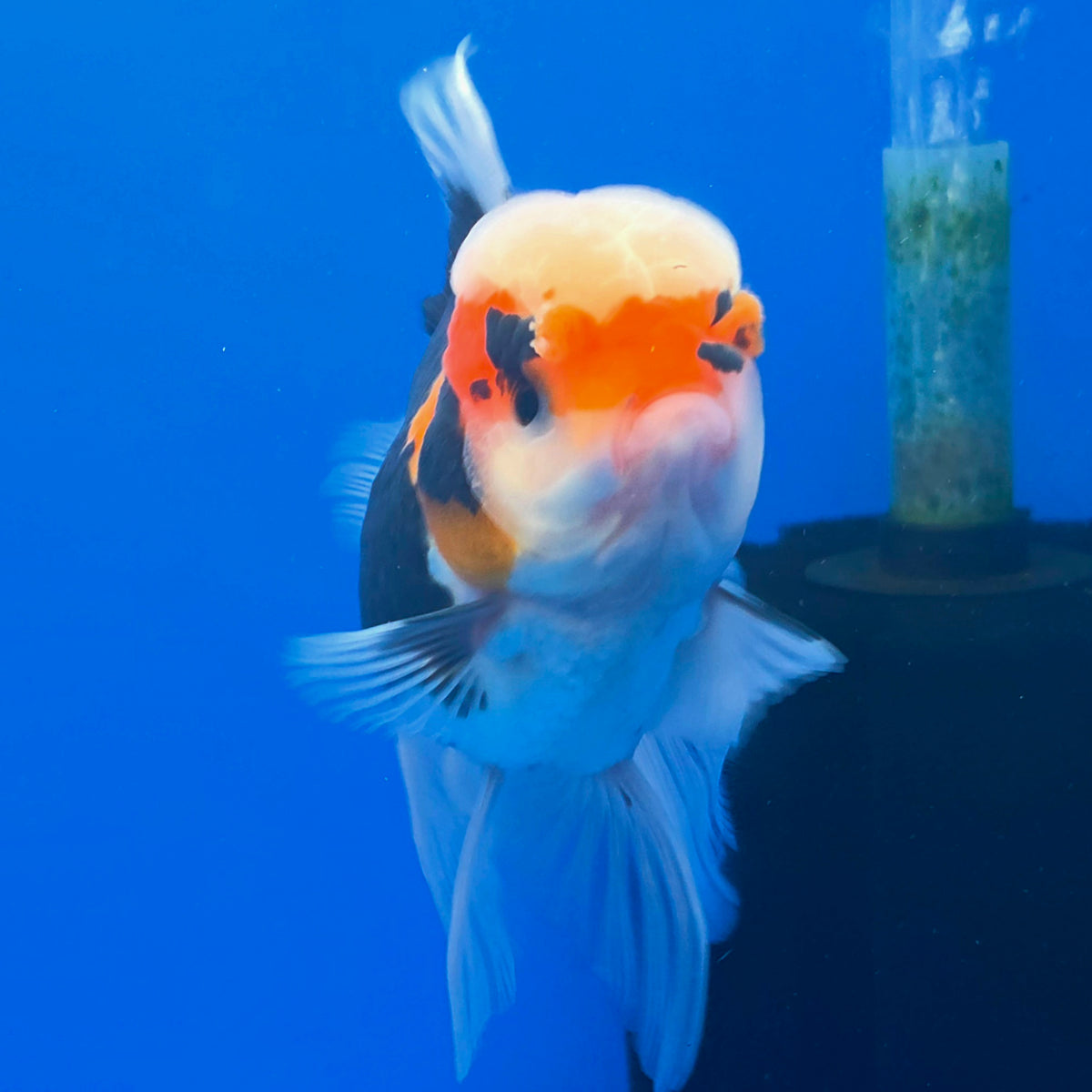 Thai Oranda Tri-Color 3.5” Female(FEB-899)R2A06