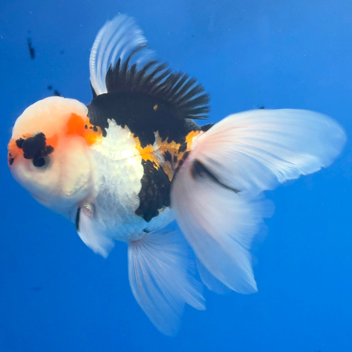Thai Oranda Tri-Color 3.5” Female(FEB-899)R2A06