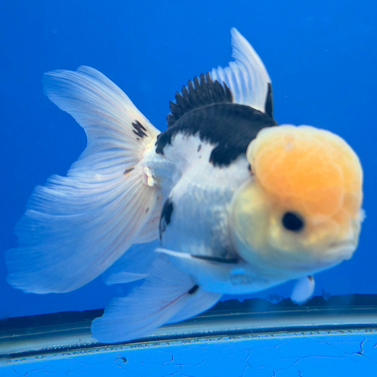 Thai Oranda Lemomhead Panda 3.5” Female(FEB-900)R2A10