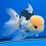Thai Oranda Lemomhead Panda 3.5” Female(FEB-900)R2A10