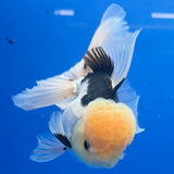 Thai Oranda Lemomhead Panda 3.5” Female(FEB-900)R2A10