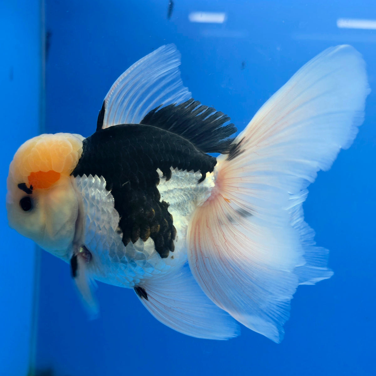 Thai Oranda Lemomhead Panda 3.5” Female(FEB-900)R2A10