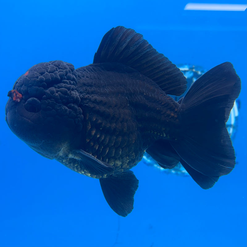 Thai Oranda Black Body Red Cap 4” Body Male(CK-1498)R2B23