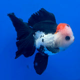 Thai Oranda Tri-Color 3.5” Male(FEB-901)