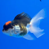 Thai Oranda Tri-Color 2.5" Body Female (FEB-902)R3B20