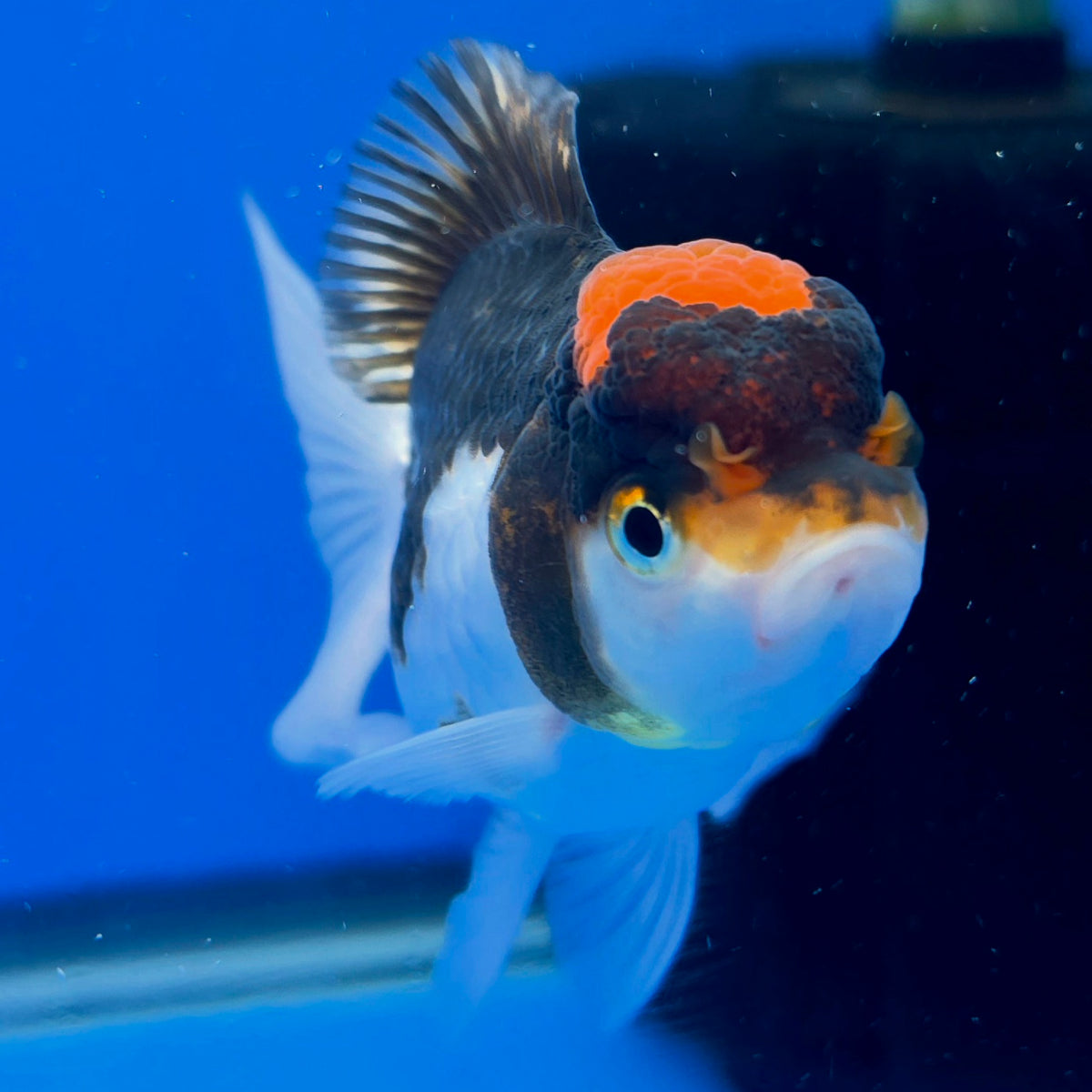 Thai Oranda Tri-Color 2.5" Body Female (FEB-902)R3B20