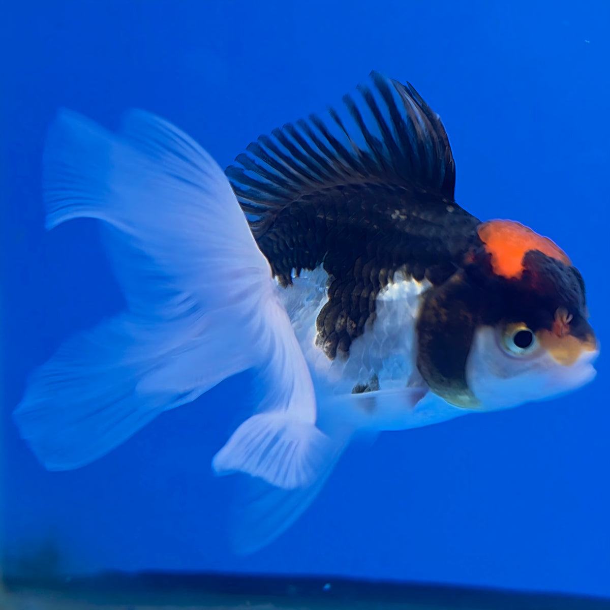 Thai Oranda Tri-Color 2.5" Body Female (FEB-902)R3B20