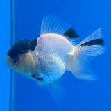 Thai Oranda Lemonhead Panda 2.5" Body Male (FEB-904)R3B20