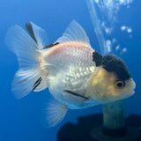Thai Oranda Lemonhead Panda 2.5" Body Male (FEB-904)R3B20