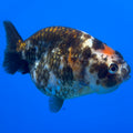 Chinese Ranchu Calico 4” Body Female(CK-1461)BLUETUBC