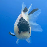 Thai Oranda Lemonhead Panda 2.5" Body Male (FEB-904)R3B20