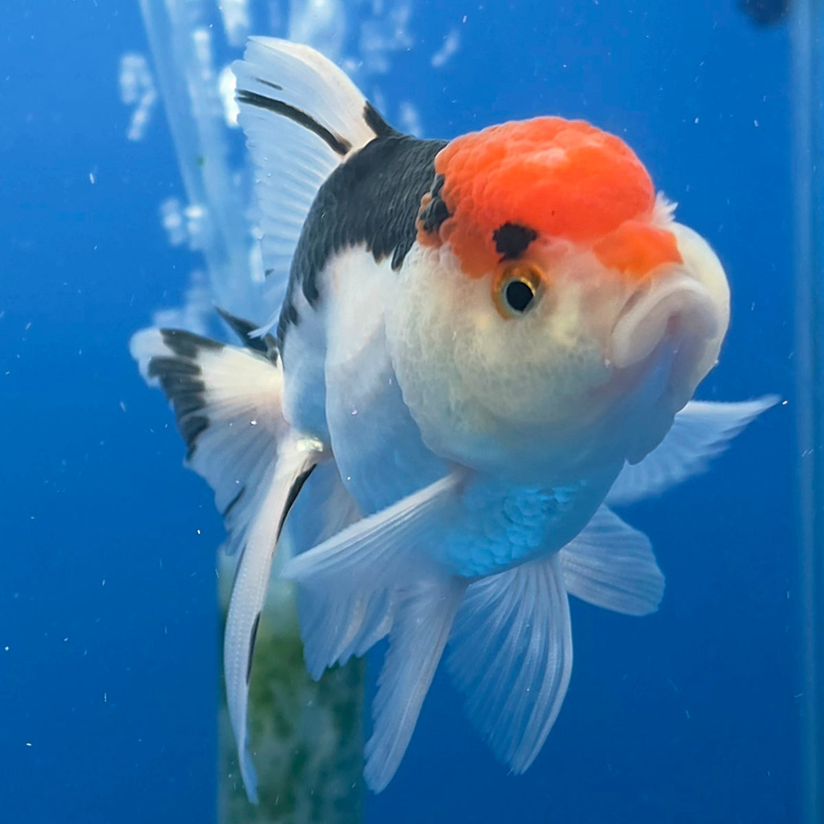 Thai Oranda Tri-Color 2.5" Body Female (FEB-905)R3B20