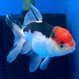 Thai Oranda Tri-Color 2.5" Body Female (FEB-905)R3B20