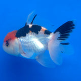 Thai Oranda Tri-Color 2.5" Body Female (FEB-905)R3B20