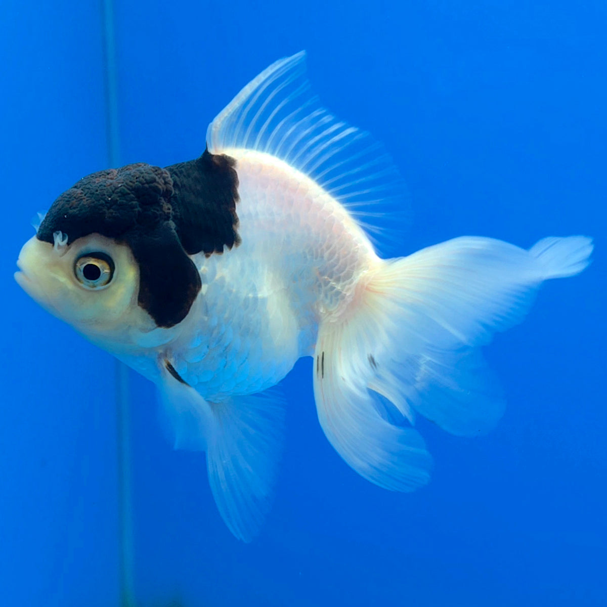 Thai Oranda Panda 2.5" Body Female (FEB-906)R3B20