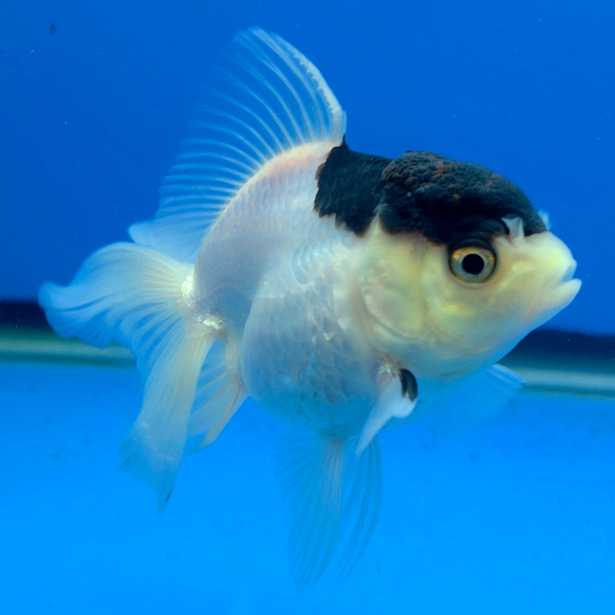 Thai Oranda Panda 2.5" Body Female (FEB-906)R3B20