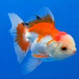 Thai Oranda Red & White 2.5" Body Malle (FEB-907)R3B20