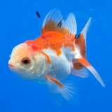 Thai Oranda Red & White 2.5" Body Malle (FEB-907)R3B20