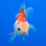 Thai Oranda Red & White 2.5" Body Malle (FEB-907)R3B20