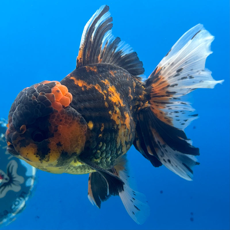 Thai Oranda Tiger Calico 3.5” Male(BIN-CK-1067)SHOWTANK2