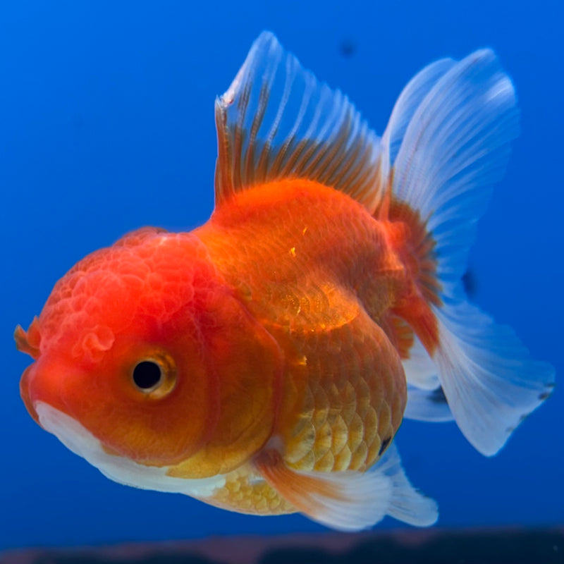 Thai Oranda Button Eye Red/White 2” Body Female(CK-1276)R3B04