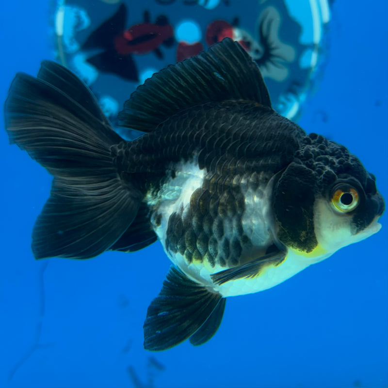 Thai Oranda Panda 2.5" Female (CK-1548)R3A16