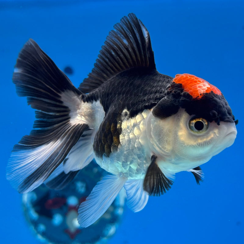 Thai Oranda Tri-Color 3” Body Female(CK-977)R3B09