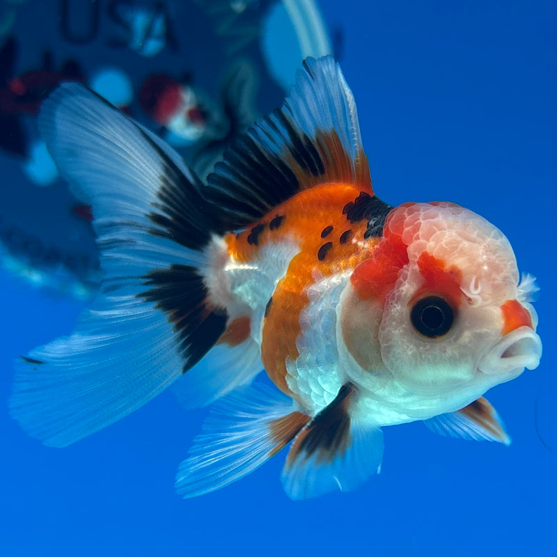 Thai Oranda Apache 2” Body Male(CK-1273)R3B05